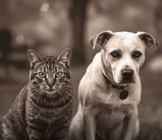 Evo kako životinje primjećuju ono što nama promakne