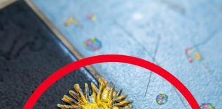 Pronašao sam ovo u kupaonici svoje djevojke. Gledamo to već sat vremena i još uvijek ne možemo shvatiti što je to.