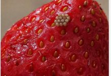 Potopila sam svoje jagode u slanu vodu i videla ove bele crviće kako izlaze. Da li da ih jednostavno bacim?????