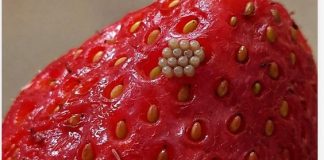 Potopila sam svoje jagode u slanu vodu i videla ove bele crviće kako izlaze. Da li da ih jednostavno bacim?????