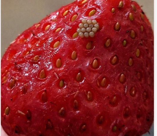 Potopila sam svoje jagode u slanu vodu i videla ove bele crviće kako izlaze. Da li da ih jednostavno bacim?????