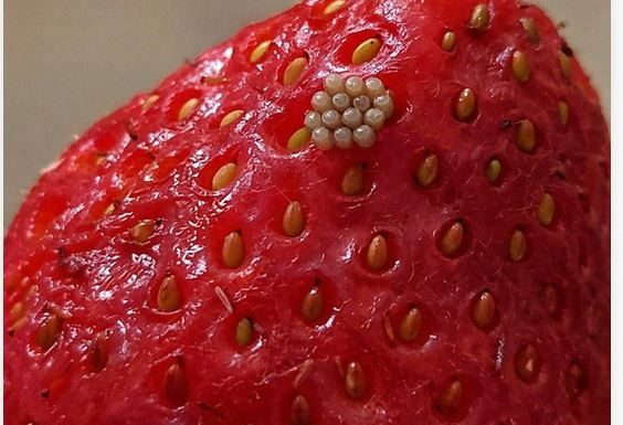 Potopila sam svoje jagode u slanu vodu i videla ove bele crviće kako izlaze. Da li da ih jednostavno bacim?????