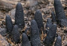 “Naletio Sam Na Nešto Zastrašujuće – Ovaj Neobični Prizor Me Uplašio!”