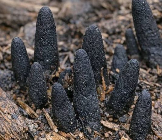 “Naletio Sam Na Nešto Zastrašujuće – Ovaj Neobični Prizor Me Uplašio!”