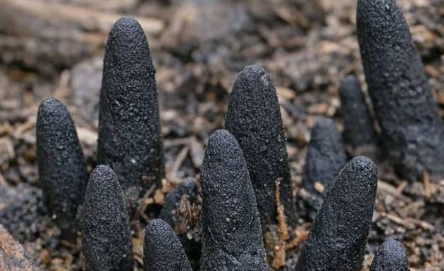 “Naletio Sam Na Nešto Zastrašujuće – Ovaj Neobični Prizor Me Uplašio!”