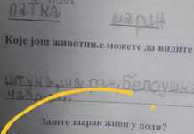 Na pitanje “zašto šaran živi u vodi” đak prvak dao URNEBESAN ODGOVOR: Kad malo bolje razmislite, zapravo je GENIJALAN