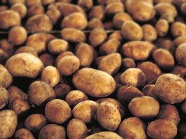 Ne sadite krompir dok ovo ne uradite!