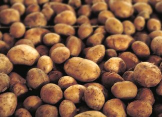 Ne sadite krompir dok ovo ne uradite!