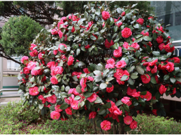 Samo 1 žlica u vodu i sve biljke rastu dvostruko brže