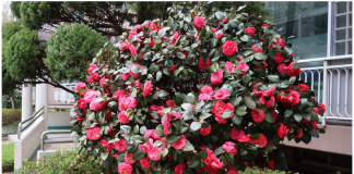 Samo 1 žlica u vodu i sve biljke rastu dvostruko brže