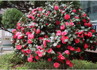 Samo 1 žlica u vodu i sve biljke rastu dvostruko brže