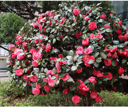 Samo 1 žlica u vodu i sve biljke rastu dvostruko brže