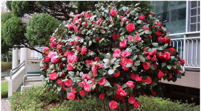 Samo 1 žlica u vodu i sve biljke rastu dvostruko brže