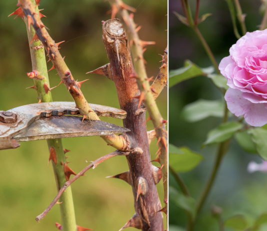 Evo kako siječete ruže u proljeće: Morat ćete OVO uraditi u proljeće, procvjetaće kao nikada prije!