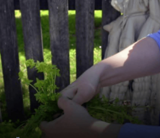 Prije 6. maja obavezno unesite ovu biljku u kuću: Tjera baksuz i privlači sreću