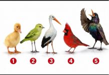 Brzi psihološki test: Izaberite jednu pticu i otkrijte šta vas izdvaja iz mase, rezultati su nevjerovatno tačni