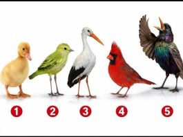 Brzi psihološki test: Izaberite jednu pticu i otkrijte šta vas izdvaja iz mase, rezultati su nevjerovatno tačni