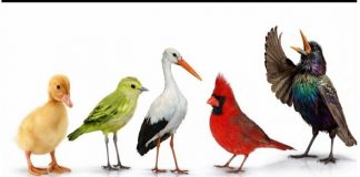 Brzi psihološki test: Izaberite jednu pticu i otkrijte šta vas izdvaja iz mase, rezultati su nevjerovatno tačni