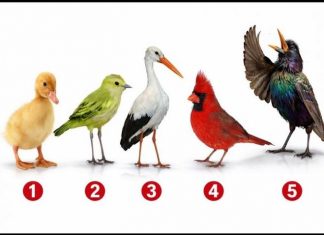Brzi psihološki test: Izaberite jednu pticu i otkrijte šta vas izdvaja iz mase, rezultati su nevjerovatno tačni