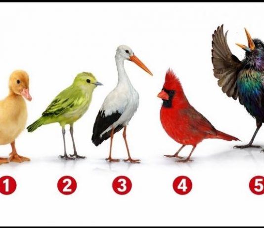 Brzi psihološki test: Izaberite jednu pticu i otkrijte šta vas izdvaja iz mase, rezultati su nevjerovatno tačni