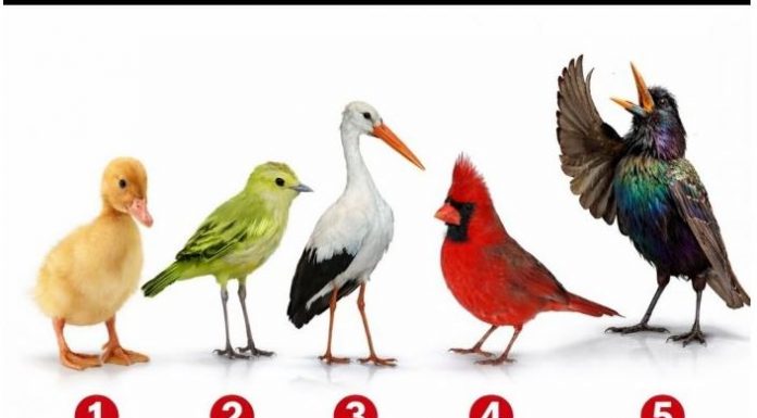 Brzi psihološki test: Izaberite jednu pticu i otkrijte šta vas izdvaja iz mase, rezultati su nevjerovatno tačni