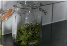 ČAJ OD OVE BILJKE SE PIJE PRED SPAVANJE: Uspavaće vas kao malu bebu i obrisati nervozu u sekundi – morate probati