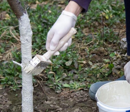 Da li je zaista potrebno KREČITI VOĆKE u proleće: Evo šta kažu stručnjaci – kada pomaže, a kada je već kasno