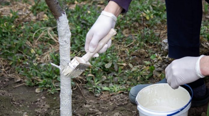 Da li je zaista potrebno KREČITI VOĆKE u proleće: Evo šta kažu stručnjaci – kada pomaže, a kada je već kasno