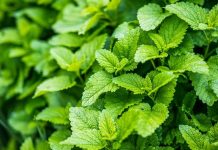 OVAJ NAPITAK JE IDEALAN PRED SPAVANJE: Može vam pomoći da ublažite STRES I NERVOZU, napetost će nestati