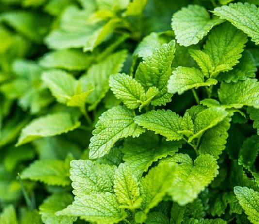 OVAJ NAPITAK JE IDEALAN PRED SPAVANJE: Može vam pomoći da ublažite STRES I NERVOZU, napetost će nestati