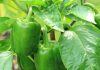Najbolji rastvor za zalivanje mladih paprika: Rađaju kao lude, ovo je najbolja domaća prihrana