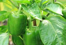 Najbolji rastvor za zalivanje mladih paprika: Rađaju kao lude, ovo je najbolja domaća prihrana