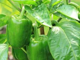 Najbolji rastvor za zalivanje mladih paprika: Rađaju kao lude, ovo je najbolja domaća prihrana