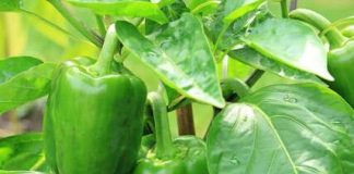 Najbolji rastvor za zalivanje mladih paprika: Rađaju kao lude, ovo je najbolja domaća prihrana