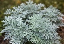 LiječI nesanicu, kurje očI I “smrt” je za gljivice I bakterije: napravite čaj ili kupku od moćne biljke u koju se I ljekari kunu