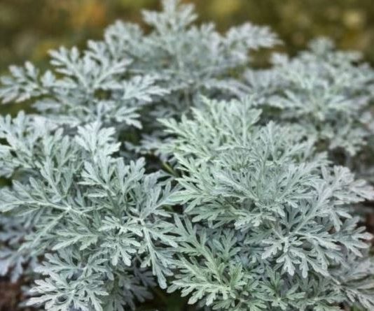 LiječI nesanicu, kurje očI I “smrt” je za gljivice I bakterije: napravite čaj ili kupku od moćne biljke u koju se I ljekari kunu