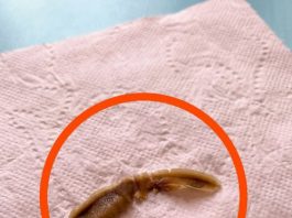Neobičan predmet u kući: šta može biti i kada treba da se zabrinete