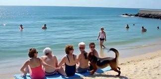 Prijateljice su se odmarale na plaži kada je pas dotrčao do njih i počeo da laje — jedna od žena je iznenada pobledela kad je primetila nešto u njegovom krznu.