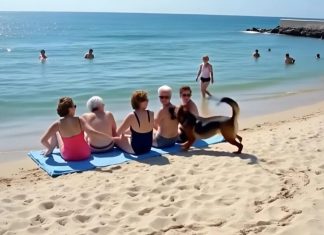 Prijateljice su se odmarale na plaži kada je pas dotrčao do njih i počeo da laje — jedna od žena je iznenada pobledela kad je primetila nešto u njegovom krznu.
