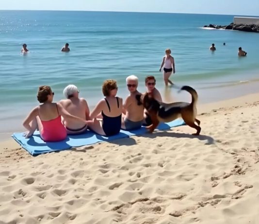 Prijateljice su se odmarale na plaži kada je pas dotrčao do njih i počeo da laje — jedna od žena je iznenada pobledela kad je primetila nešto u njegovom krznu.