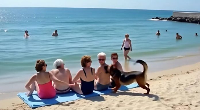 Prijateljice su se odmarale na plaži kada je pas dotrčao do njih i počeo da laje — jedna od žena je iznenada pobledela kad je primetila nešto u njegovom krznu.