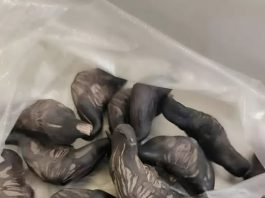 Strani susjedi su mi dali ovo i poželjeli mi „prijatno“, ali bilo je nešto tvrdo i uopće nije ličilo na hranu, više kao jaje.