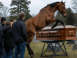 Tokom sahrane 60-godišnjeg farmera, njegov verni konj upao je na groblje dok su nekoliko muškaraca pokušavali da zaustave razbesnelu životinju, a zatim je počeo besno udarati poklopac kovčega kopitima: svi prisutni su ukočeni od straha stajali dok se poklopac otvoriо i videli šta je bilo sakriveno unutra 😱