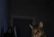 Mačka je svake noći budila svog vlasnika i istjerala je iz spavaće sobe: žena je mislila da mačka ima psihičkih problema dok je nije odnijela veterinaru 😢 😲