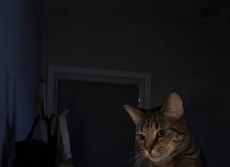Mačka je svake noći budila svog vlasnika i istjerala je iz spavaće sobe: žena je mislila da mačka ima psihičkih problema dok je nije odnijela veterinaru 😢 😲