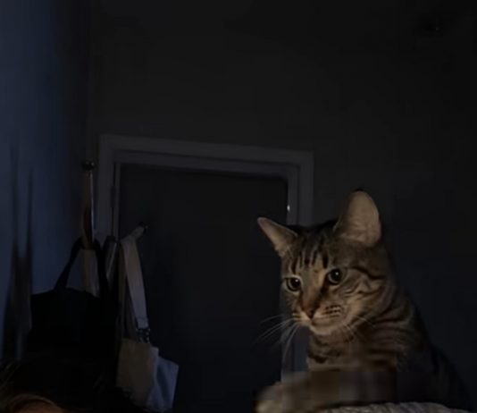 Mačka je svake noći budila svog vlasnika i istjerala je iz spavaće sobe: žena je mislila da mačka ima psihičkih problema dok je nije odnijela veterinaru 😢 😲