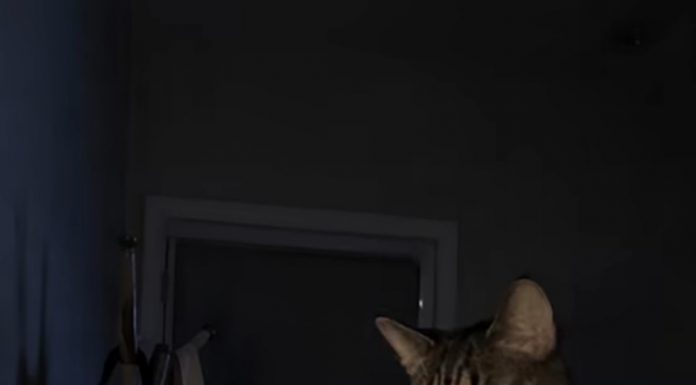 Mačka je svake noći budila svog vlasnika i istjerala je iz spavaće sobe: žena je mislila da mačka ima psihičkih problema dok je nije odnijela veterinaru 😢 😲