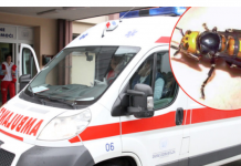 „U usta odmah stavite samo ovo…“: Doktorka objasnila šta uraditi kod ujeda stršljena, prvih 5 minuta su ključni