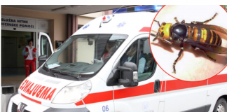 „U usta odmah stavite samo ovo…“: Doktorka objasnila šta uraditi kod ujeda stršljena, prvih 5 minuta su ključni