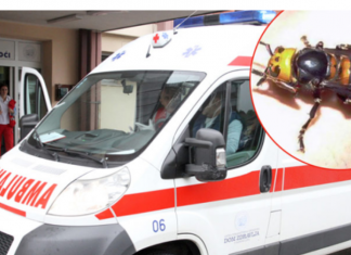 „U usta odmah stavite samo ovo…“: Doktorka objasnila šta uraditi kod ujeda stršljena, prvih 5 minuta su ključni
